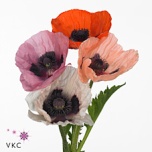 Papaver Magun Or Pizzicato 50cm