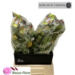 Papaver Magun Or Pizzicato 50cm