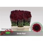 Chrysanthemum Krüsanteem Santini Jinda Red