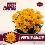 Chrysanthemum Krüsanteem SP Pastela Golden 85gr*5