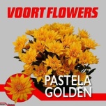 Chrysanthemum Krüsanteem SP Pastela Golden 85gr*5