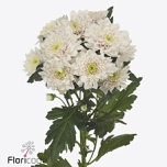 Chrysanthemum Krüsanteem SP Pastela Pink*5