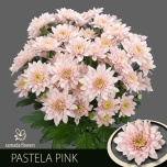 Chrysanthemum Krüsanteem SP Pastela Pink*5