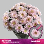 Chrysanthemum Krüsanteem SP Pastela Pink*5