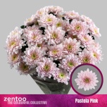 Chrysanthemum Krüsanteem SP Pastela Pink*5