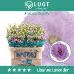 Eustoma Preeriakell Lisanne Lavend