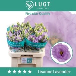 Eustoma Preeriakell Lisanne Lavender (Lugt Lisianthus)