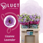 Eustoma Preeriakell Lisanne Lavender (Lugt Lisianthus)