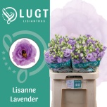 Eustoma Preeriakell Lisanne Lavender (Lugt Lisianthus)
