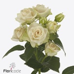 Kobarroos 50cm Whitney