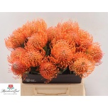 Leucospermum Nõelakera Ayoba Man Zest 40cm*5