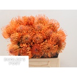 Leucospermum Nõelakera Ayoba Man Zest 40cm*5