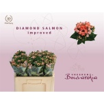 Bouvardia Buvardia Du Salmon Improved 50cm