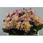 Dahlia Daalia Mondriaan 45cm