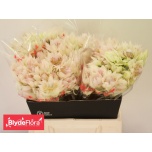 Serruria Blushing Bride Superb Blush 40cm