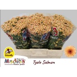 Chrysanthemum Krüsanteem SANTINI Madiba Tyolo Salmon*25