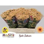 Chrysanthemum Krüsanteem SANTINI Madiba Tyolo Salmon*25
