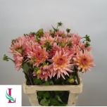 Dahlia Daalia Henriette 60cm