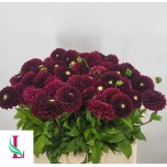Dahlia Daalia Black Pierre 55cm