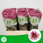Chrysanthemum Krüsanteem SANTINI Miri*25