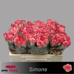 Roos 50cm Simone (Afriflora)