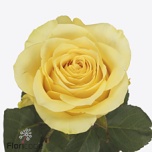 Roos 40cm Rise & Shine Uganda