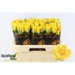 Roos 60cm Rise & Shine