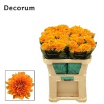 Chrysanthemum Krüsanteem BL Kalimba Orange*10