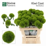 Dianthus Nelk BR Kiwi Mellow Cool 50-55cm*10