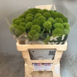 Dianthus Nelk BR Kiwi Mellow Cool 50-55cm*10