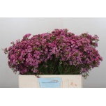 Chamelaucium Sdrunmürt Kalbarri 60cm