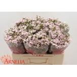 Chamelaucium Sidrunmürt Katrien 55cm
