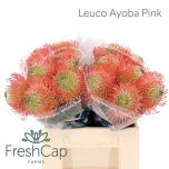 Leucospermum Nõelakera Ayoba Pink 40cm