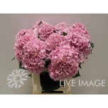 Hydrangea Hortensia Ewa 60cm*5