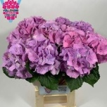 Hydrangea Hortensia Royal Benefit Milka 60cm*5