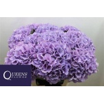 Hydrangea Hortensia Royal Benefit Milka 70cm*5