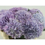 Hydrangea Hortensia Royal Benefit Milka 80cm*5