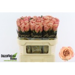 Roos 70cm Moccachino