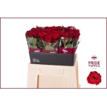 Roos 40cm Red Mountain