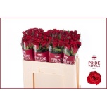 Roos 50cm Red Mountain