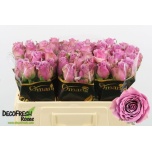 Roos 50cm Paranita