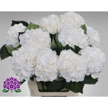 Hydrangea Hortensia Royal Princes 60cm*5