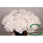 Hydrangea Hortensia Royal Princes 75cm*5