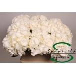 Hydrangea Hortensia Royal Princes 80cm*5