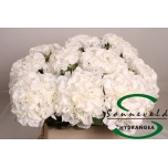 Hydrangea Hortensia Royal Princes 80cm*5