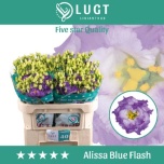 Eustoma Alissa Blue Flash