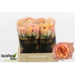 Roos 40cm Perfect Peach