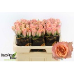 Roos 60cm Perfect Peach