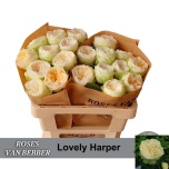 Roos 50cm Lovely Harper