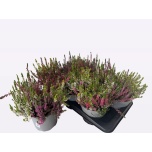 Calluna vulg wibo´s quattro 17cm